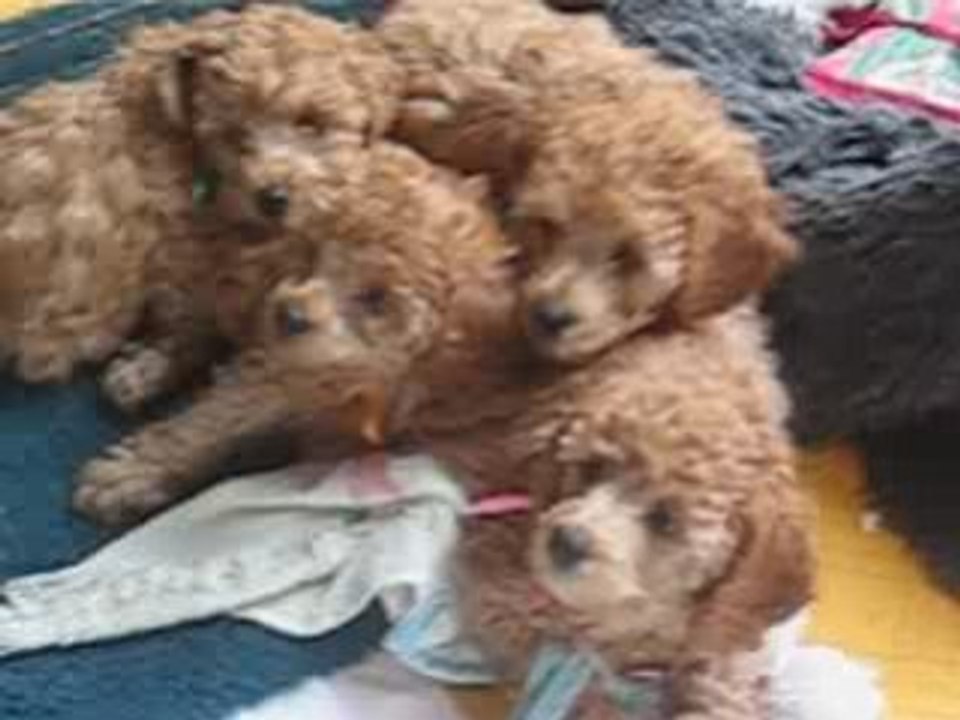 Video choiots 2009 004