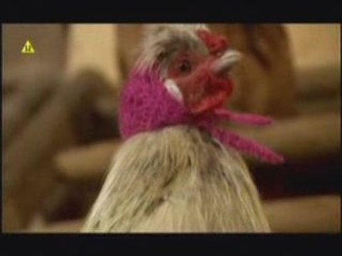 zapowiedz 02 wiosna 2009