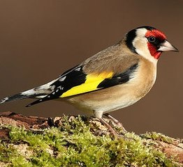 Chardonneret élégant  le 19 02 2009