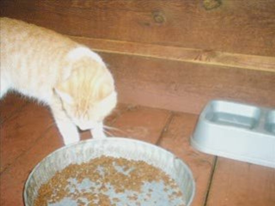 My cat slideshow