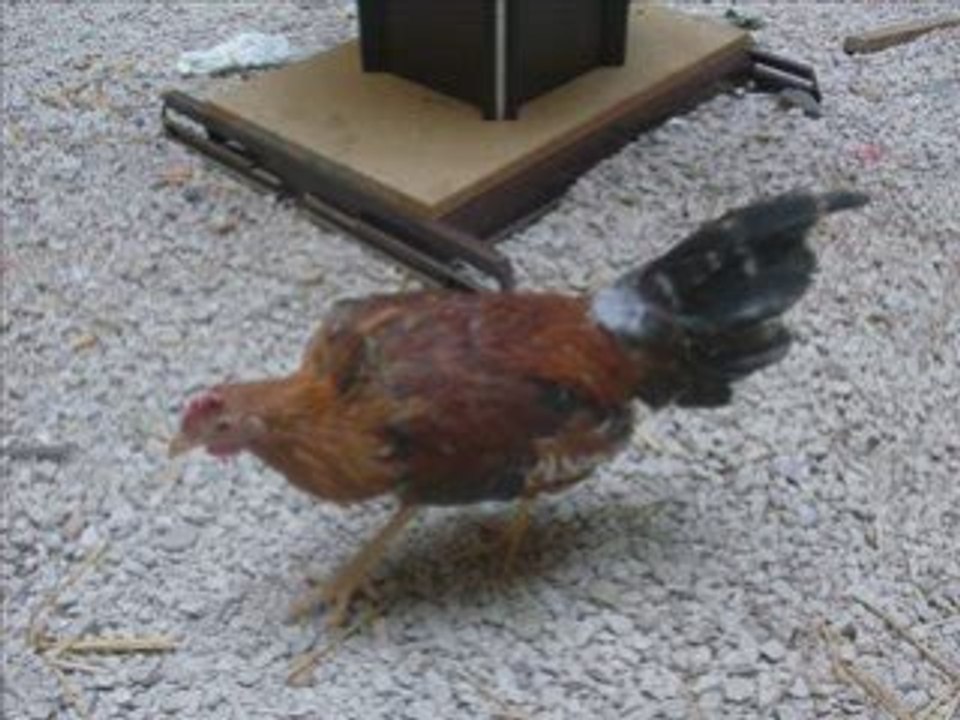 gitan les coq de la cité a beziers