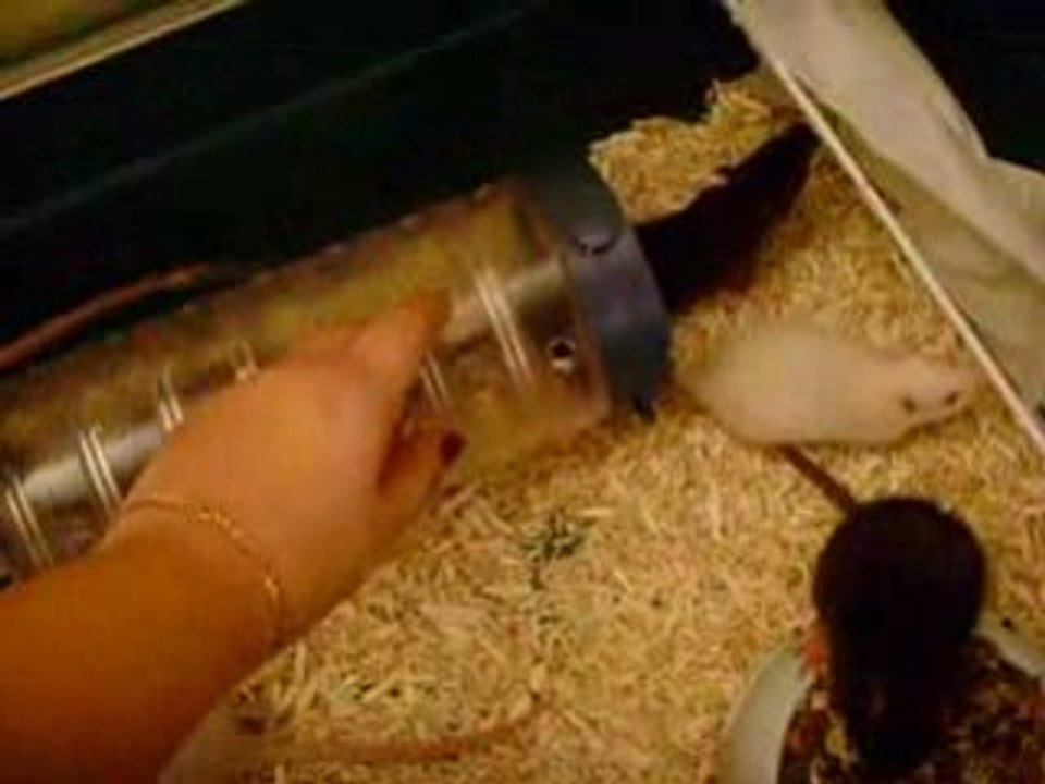 Invasion portée Nolife