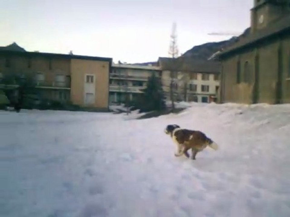Calimero le saint bernard s'éclate dans la neige à briançon