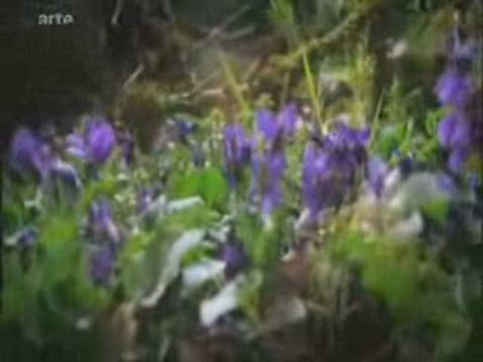 La forêt au printemps (3)