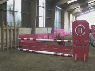 Brahman de Cottard, étalon shetland