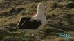 The New Zealand Albatross
