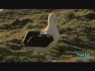 The New Zealand Albatross