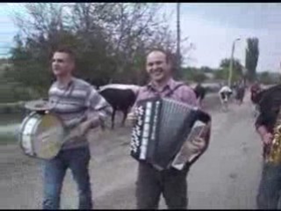 Muzica - vaca