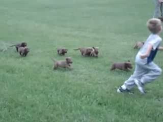 Enfant poursuivi par une meute de chiots