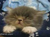 Cute Kitten Sleeping