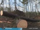 Tempête Klaus : Les forêts toujours interdites à l'accès