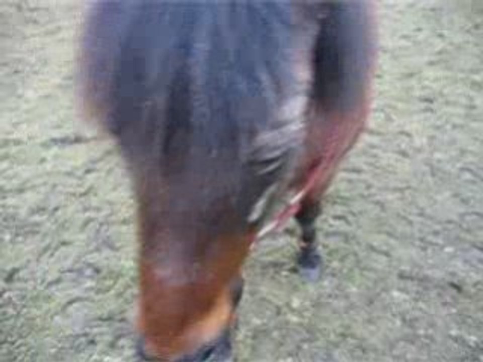 Stick to me au trot en lib