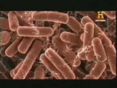 Bacterias: Origen de la comunicacion (Mar de Ardora)