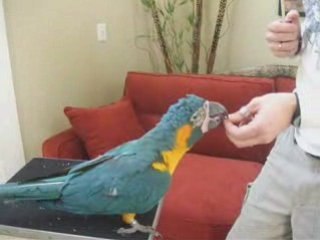 Blue and gold Macaws that Bite