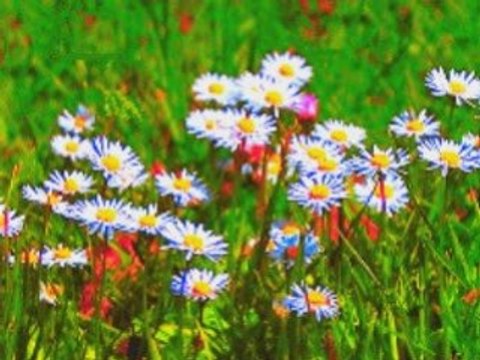 Au ras des pâquerettes