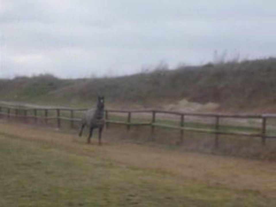 Run défoulage piste de galop 25 fev.