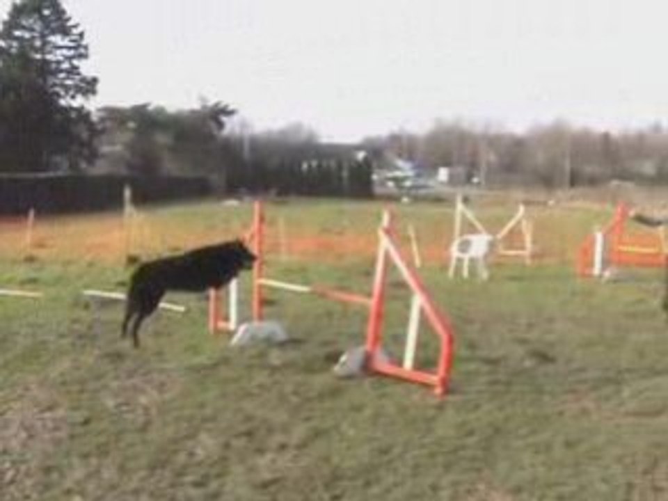 Bird agility 25-02-09