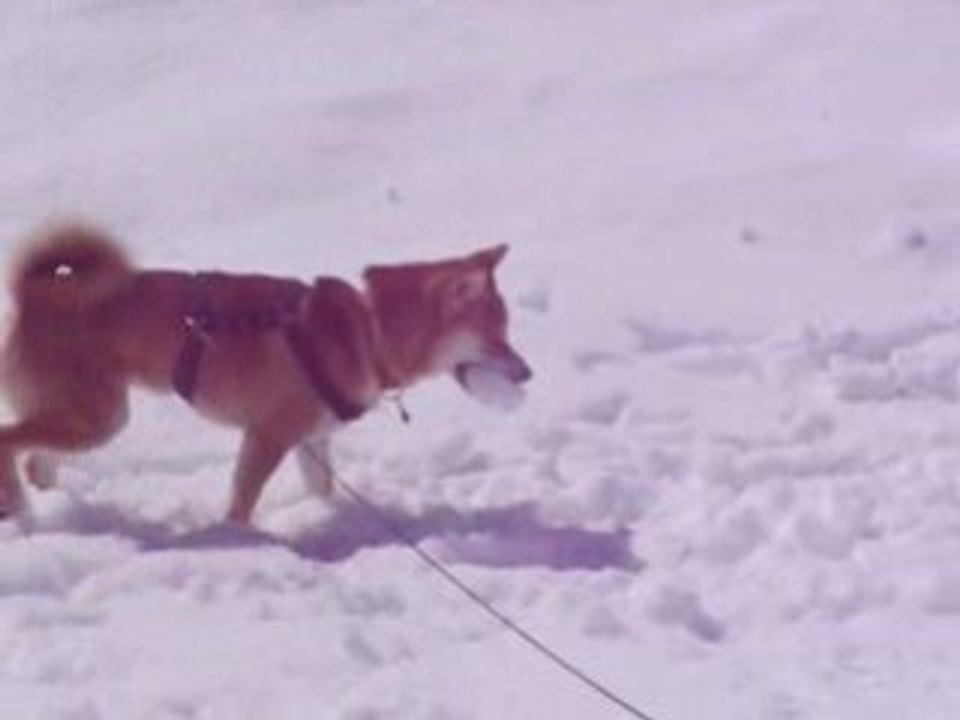 Choupi découvre les joies de la neige