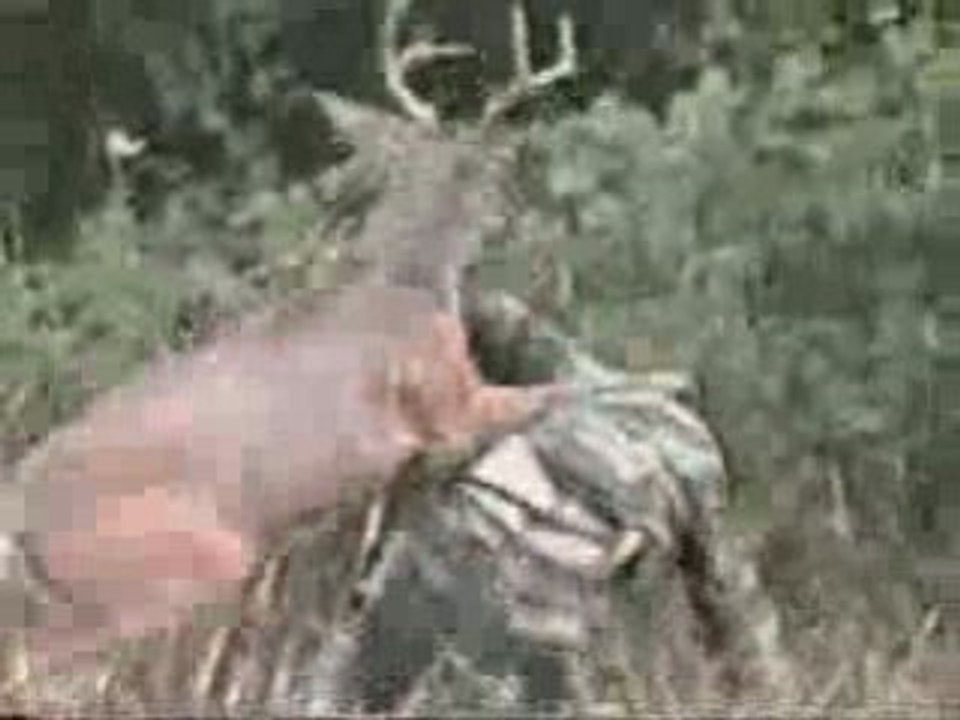 Cerf contre chasseur