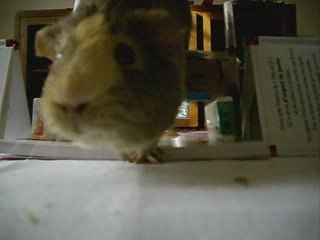 Mars fait du saut d'obstacle