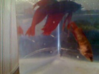 Betta reproduction