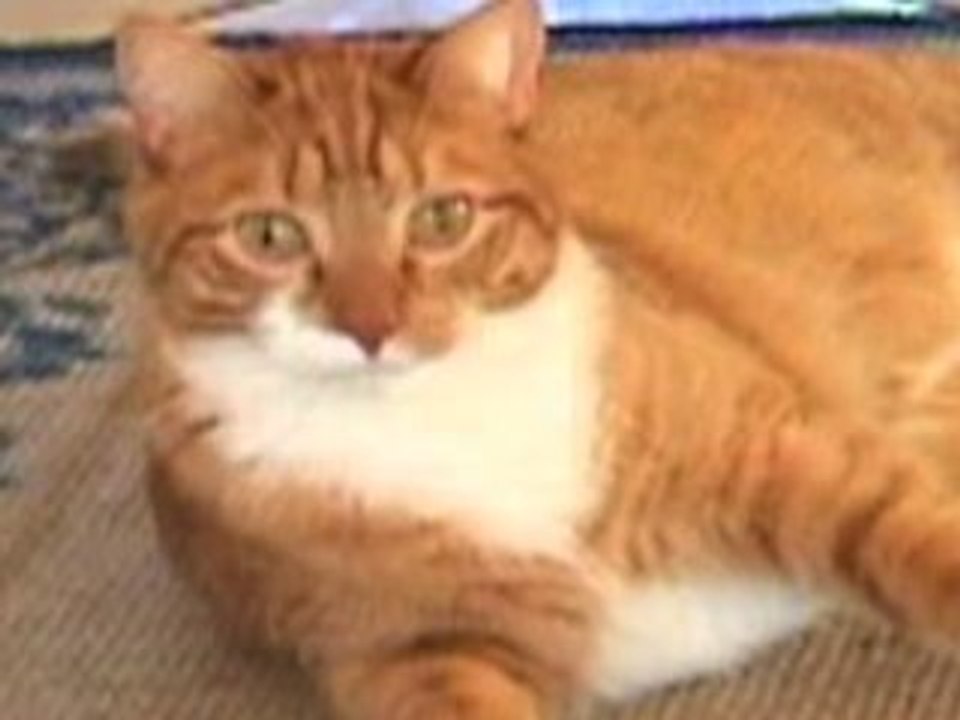 The New Dramatic Cat