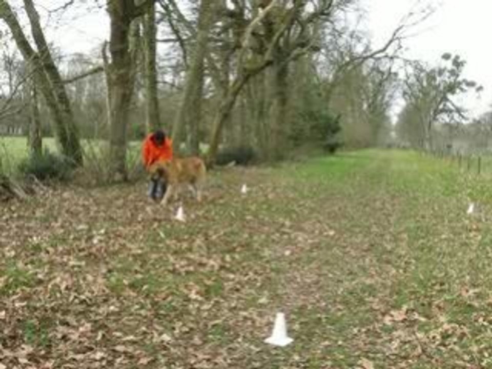 kromagnon en obéissance