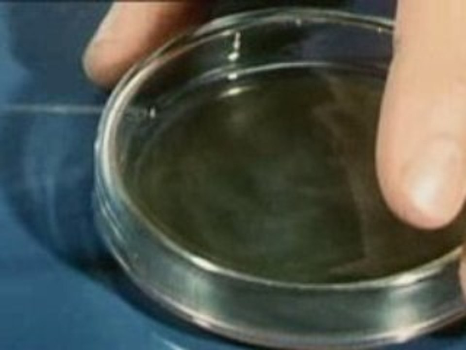 Precheurs de l'Apocalypse - Partie 2