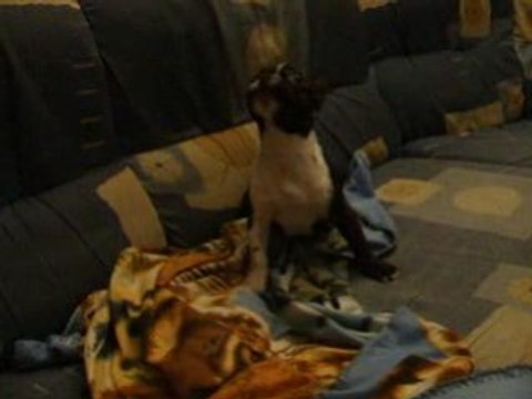 Boog, punelle et le petit bonhomme vert.(Bouledogue francai)