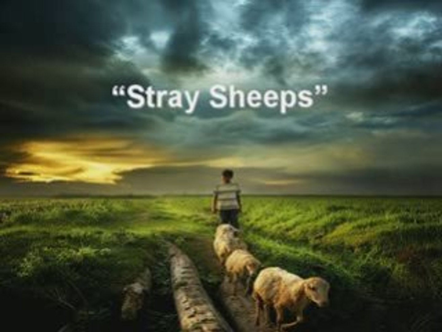 ⁣Stray Sheeps