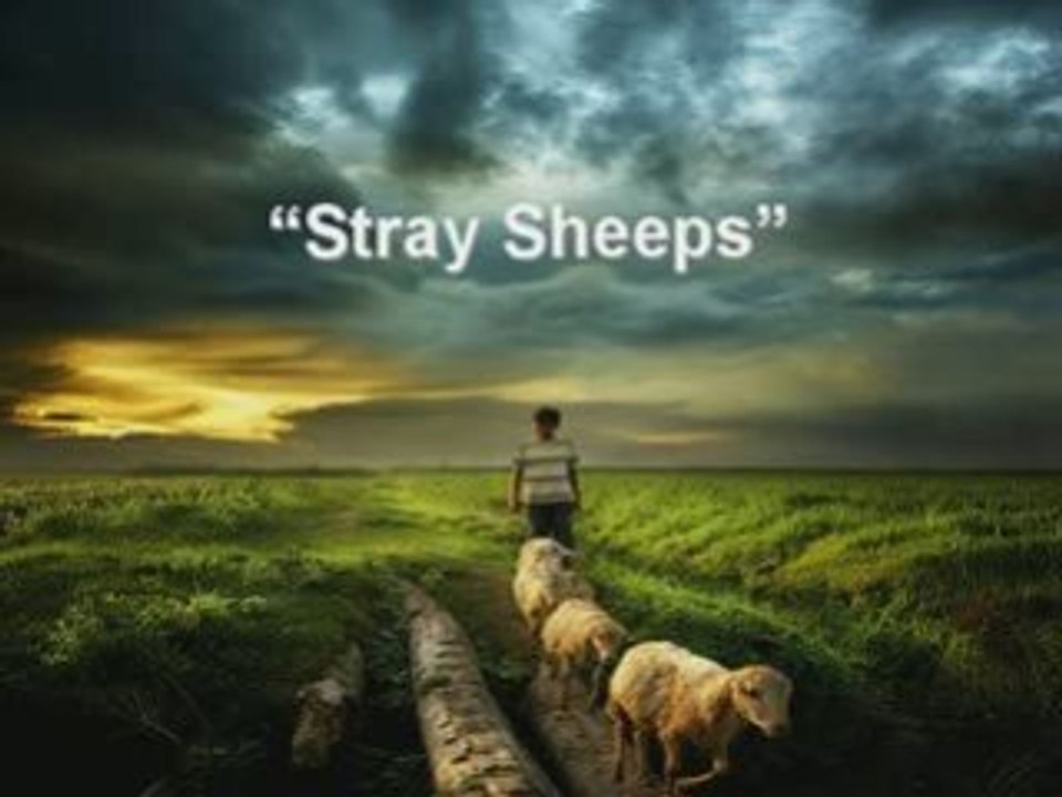 Stray Sheeps
