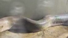 The Most Dangerous Snake
