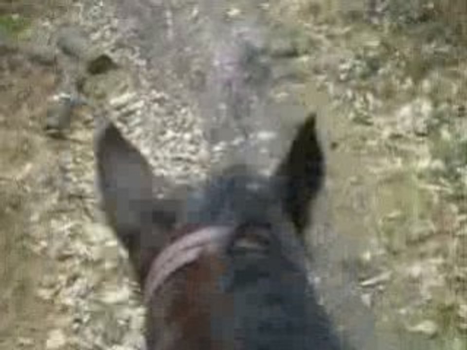 Balade à cheval, exploration Little Fly