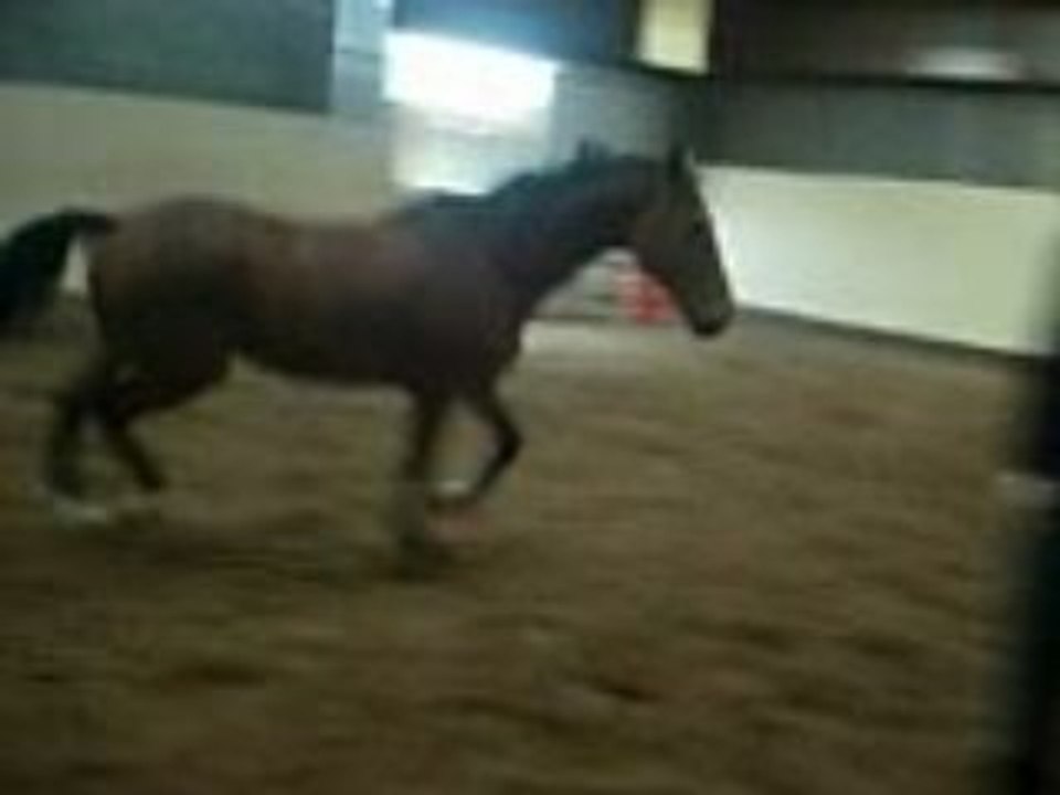 normand au manege