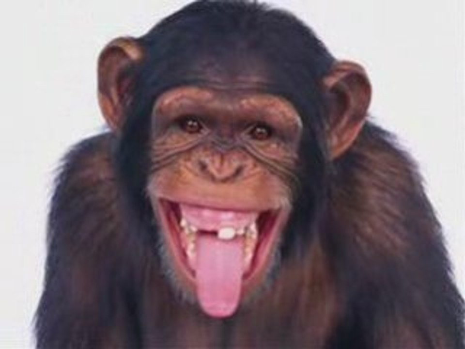 ** MONKEYS **