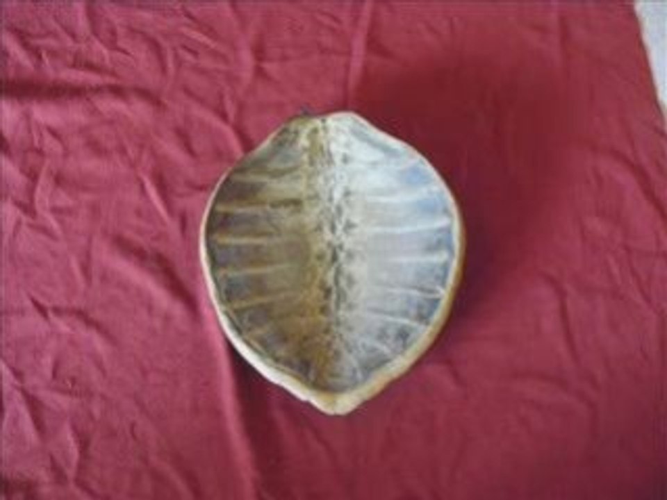 Tortue