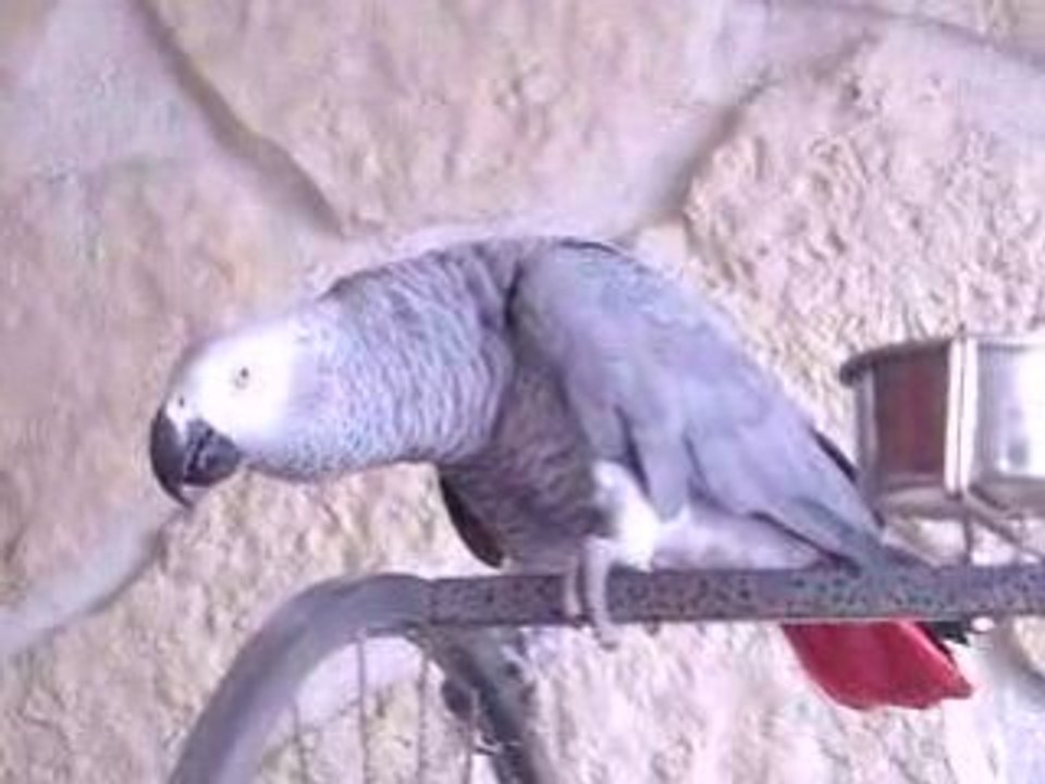 Vidéo de Jaco