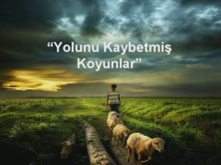 Yolunu Kaybetmis Koyunlar