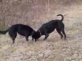 Cayenne 18 mois  et tina 2 ans