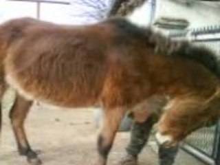 Curage des pieds de Rigolotte