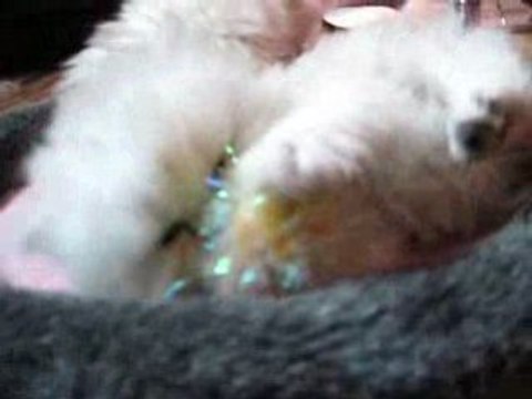 Chaton persan chinchilla 1 mois