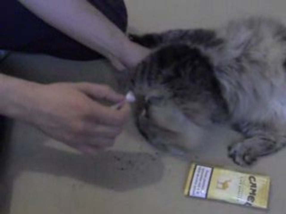 chat tabac