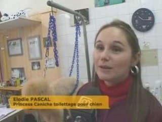 Nîmes : Toilettage, Tout pour mon chien !