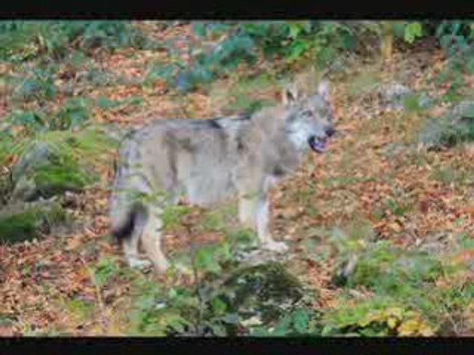 Wolf E Nomine Friedenshymne