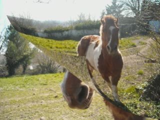 Bufalo un rêve de petit poney.