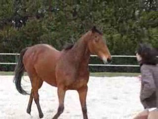 Liberté Chouf et Dhéa - 26 Février 2009