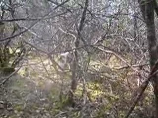 Chasse à la bècasse