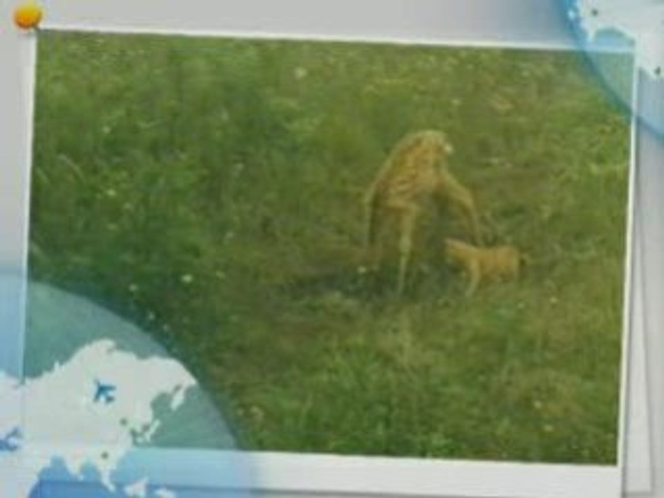What A Wonderfull World daim et chaton