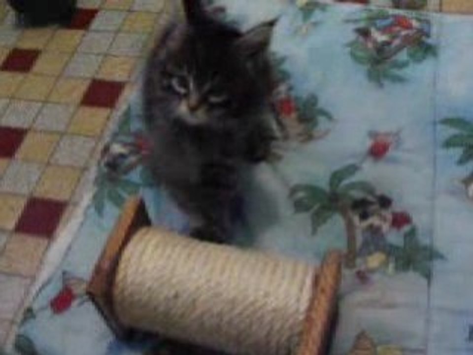 nos jolies chatons