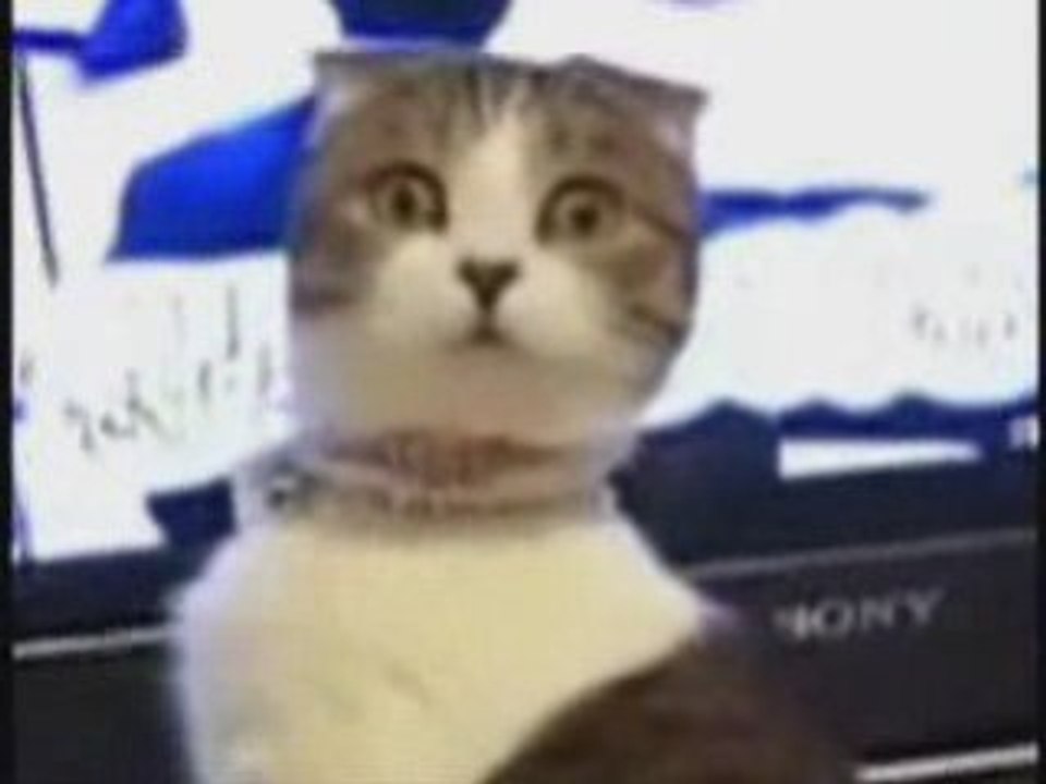 Chat, regard qui tue